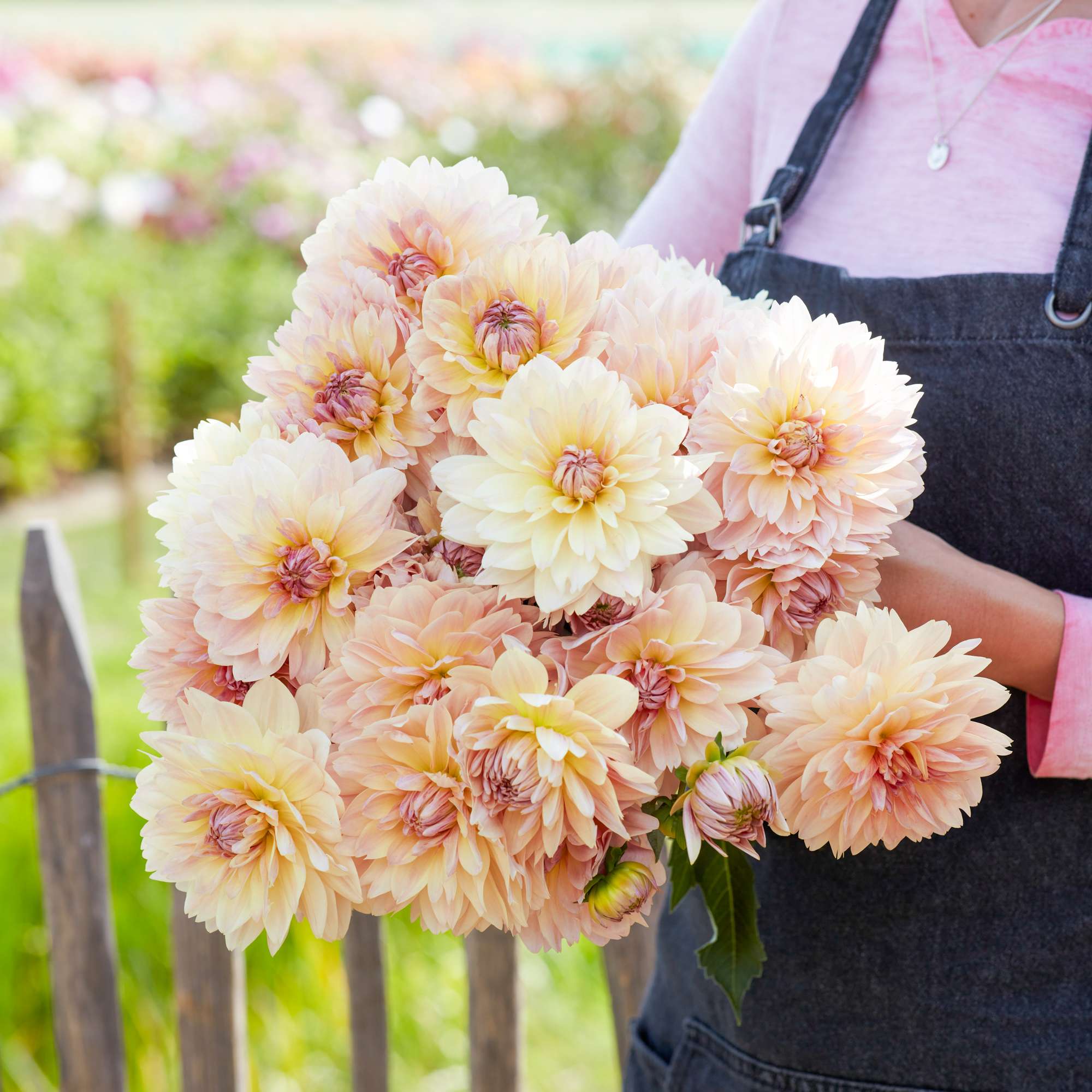 Dahlia 'Joels Favorite'